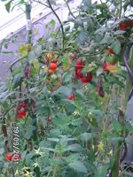 BILD0236.webp