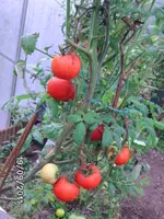 BILD0237.webp