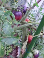 BILD0238.webp