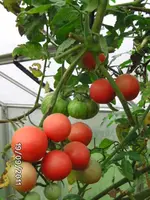 BILD0239.webp