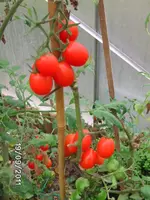 BILD0241.webp