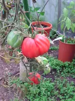 BILD0242.webp