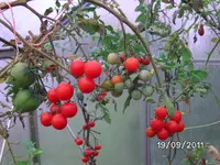 BILD0247.webp