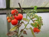 BILD0249.webp