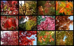 Herbstfarben albv.webp