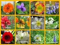 Blumennamen bt.webp