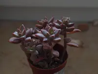 P9202661.webp