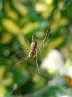 Spinne008.webp