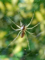 Spinne009.webp