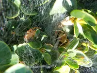 Spinne010.webp