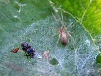 Spinne011.webp