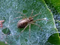 Spinne012.webp