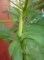 Engelstrompete (12).webp