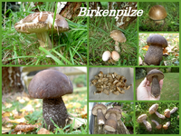 tn_Birkenpilze (1) v.webp