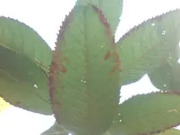 kirschbaum 001.webp