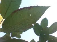 kirschbaum 004.webp