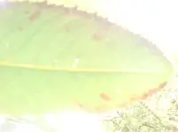 kirschbaum 002.webp