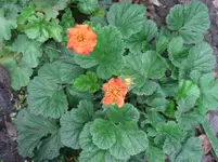 CIMG7497.webp