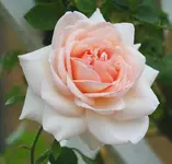 Penny Lane2.webp