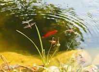 Gemeine Heidelibelle.webp