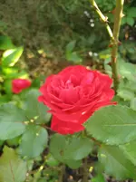 IMG_6727.webp