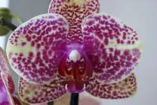 DSC06740 (2).webp