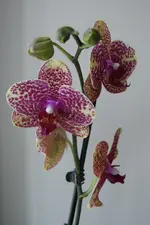 DSC06741 (2).webp