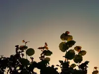 185.webp