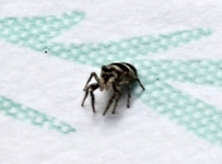 DSC_1217 Zebraspinne.webp