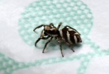 DSC_1219 Zebraspinne.webp