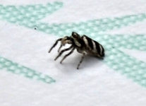 DSC_1216 Zebraspinne.webp