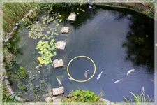 obenansicht vom Teich.webp