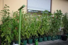 Tomatis.webp