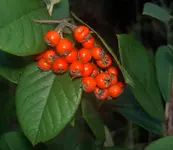 Herbst 2009 Beeren  v.webp