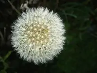 Pusteblume.webp