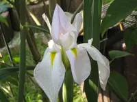 Iris weiß.webp