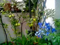 Apfel Zwerg.webp