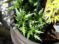 DSCN0848.webp
