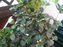 SAM_0459.webp