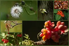 Herbst.webp