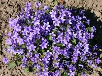 polsterglockenblume klein.webp
