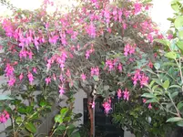 SAM_0460.webp
