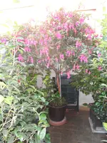SAM_0461.webp