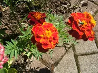 DSCF6125.webp
