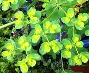 IMG_1620 Euphorbia Ausschnitt.webp