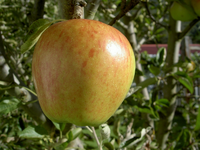 Apfel v.webp