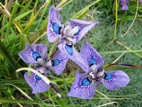 tn_Peacock Iris v.webp