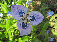 tn_Peacock Iris (9) v.webp