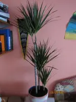 Dracaena Aldi.webp