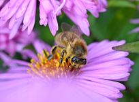 DSC_1667 Honigbiene.webp